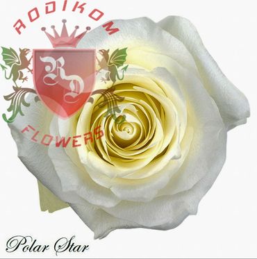 Polar Star roses from Ecuador