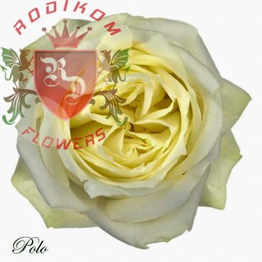 Polo roses from Ecuador