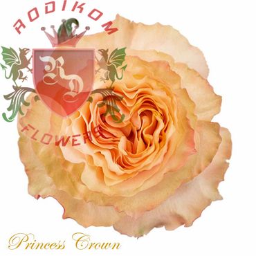 Princess Crown roses from Ecuador