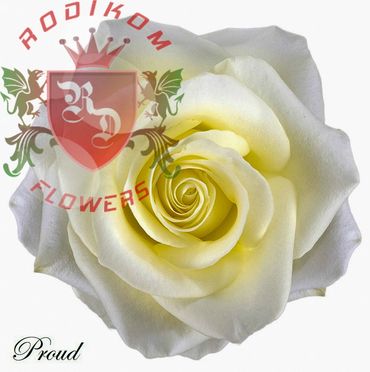 Proud roses from Ecuador