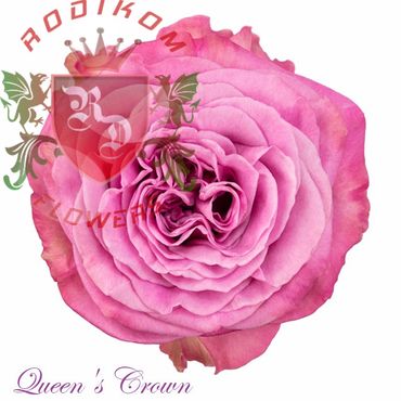 Queens Crown roses from Ecuador