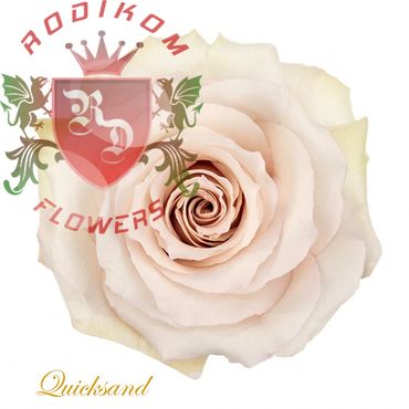 Quicksand roses from Ecuador