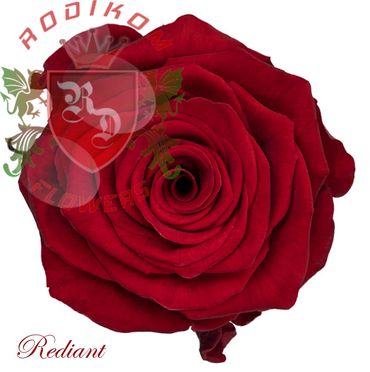 Rediant roses from Ecuador