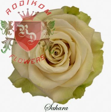 Sahara roses from Ecuador