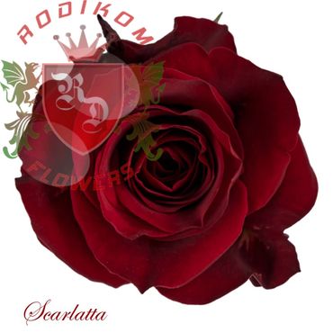 Scarlatta roses from Ecuador