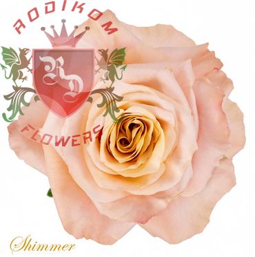 Shimmer roses from Ecuador