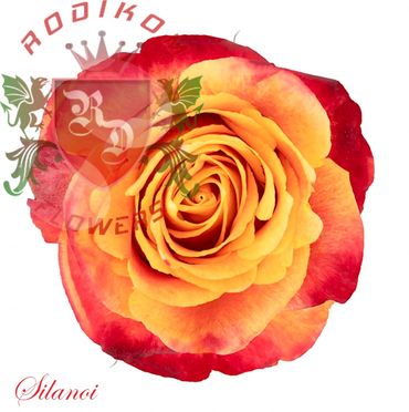 Silantoi roses from Ecuador