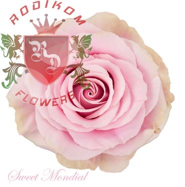 Sweet Mondial roses from Ecuador