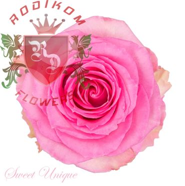 Sweet Unique roses from Ecuador