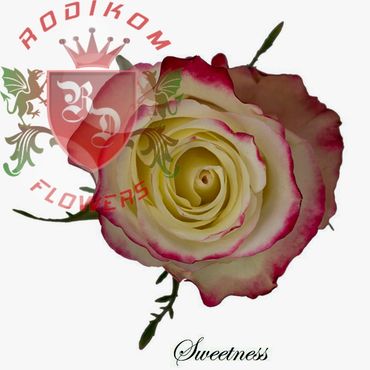 Sweetness roses from Ecuador