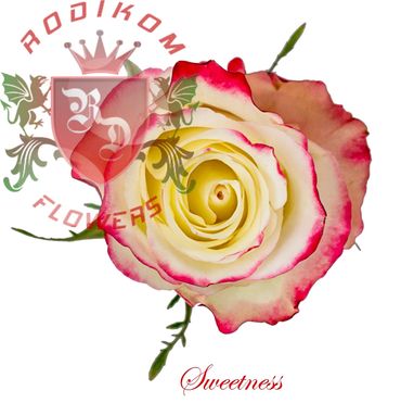 Sweetness roses from Ecuador