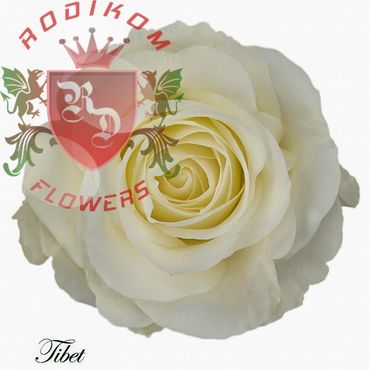 Tibet roses from Ecuador