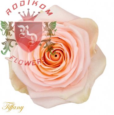 Tiffany roses from Ecuador