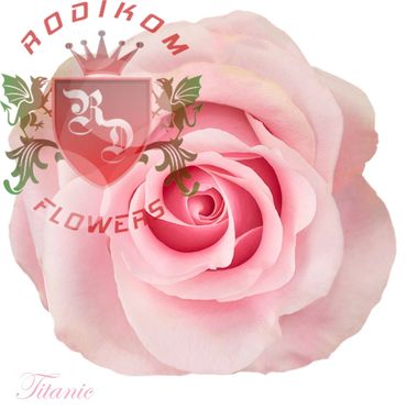 Titanic roses from Ecuador