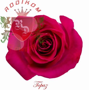 Topaz roses from Ecuador