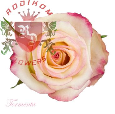 Tormenta roses from Ecuador