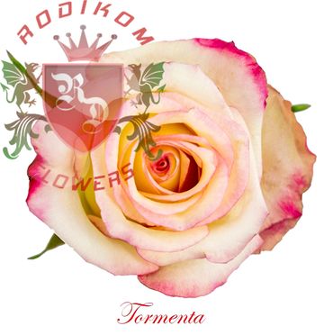 Tormenta roses from Ecuador