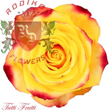 Tutti Frutti roses from Ecuador