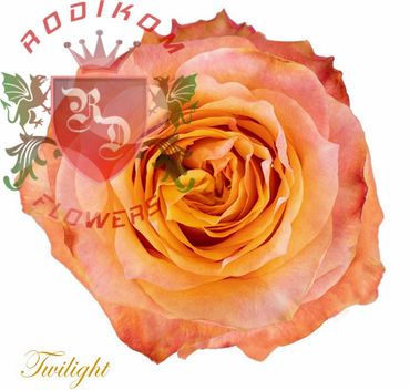 Twilight roses from Ecuador