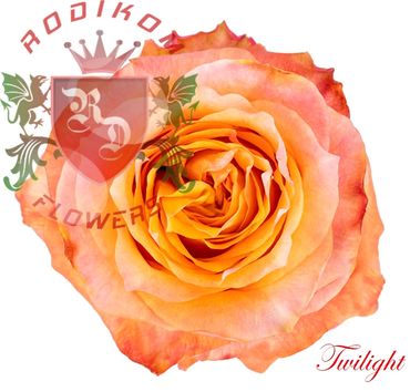 Twilight roses from Ecuador