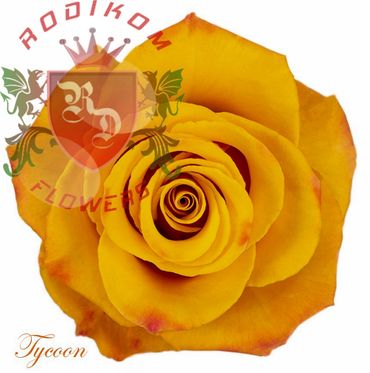 Tycoon roses from Ecuador