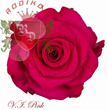 VI Pink roses from Ecuador