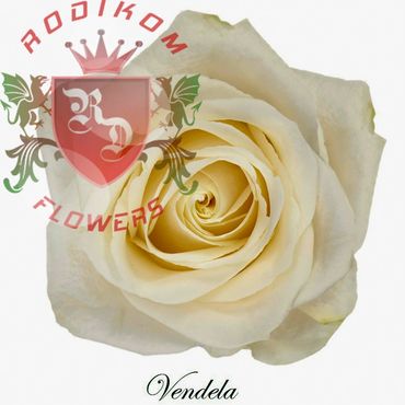 Vendela roses from Ecuador