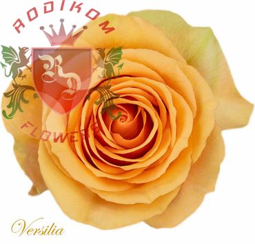 Versilia roses from Ecuador