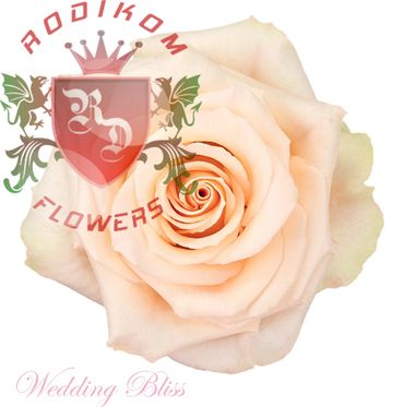 Wedding Bliss roses from Ecuador