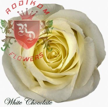 White Chocolate roses from Ecuador