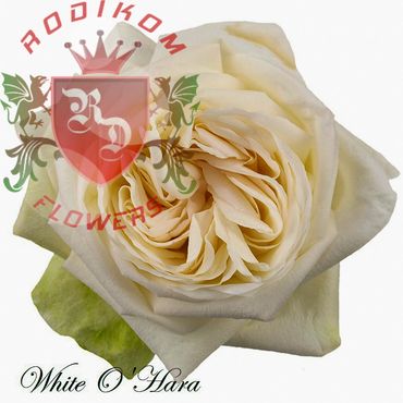 White O'Hara roses from Ecuador