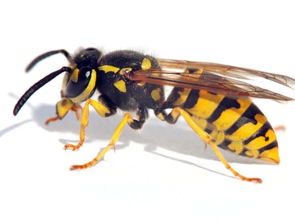 german wasps