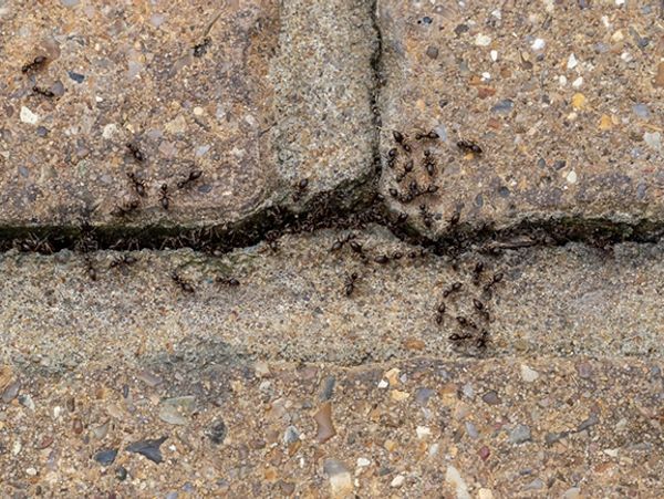 black ants
