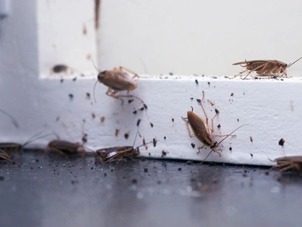 cockroaches