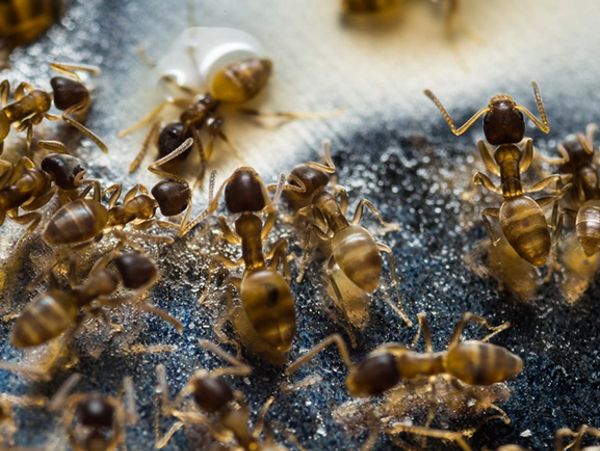 pharaoh ants