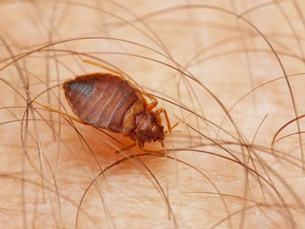 Bedbugs