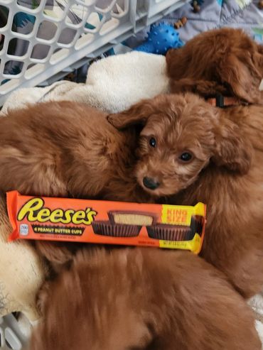 F1b Miniature Goldendoodle Puppies