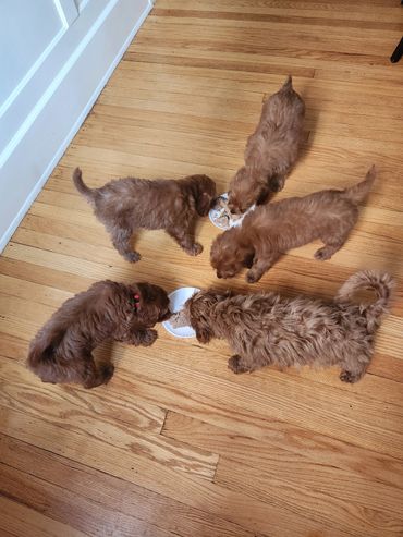 F1b Litter playing