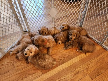 Sleeping Litter of f1b miniature goldendoodle puppies