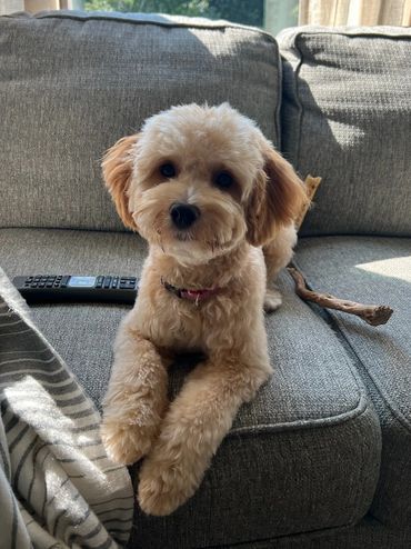 Light Color Miniature Goldendoodle Puppy 1 year old size