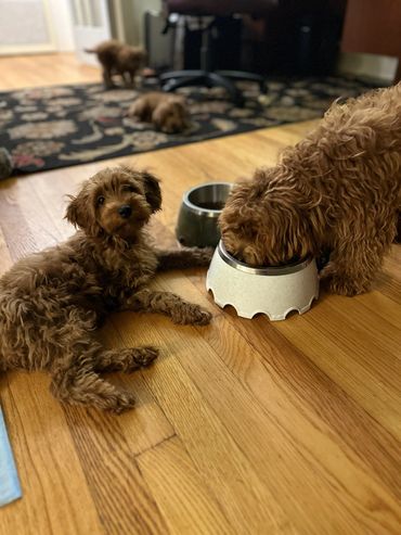 Wavy hair f1b Mini Goldendoodle