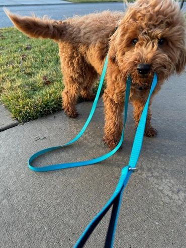 Miniature Goldendoodle wanting to walk