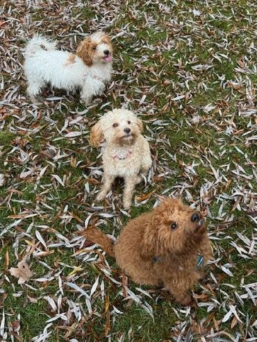Miniature Goldendoodles playing outside