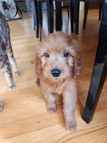Miniature Goldendoodle Puppy For Sale