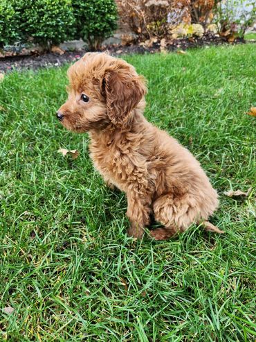 8 Week old Micro Goldendoodle Puppy
