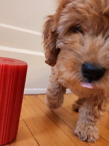 Miniature Goldendoodle Puppy Having Fun