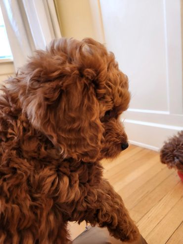 Mini Goldendoodle Puppy