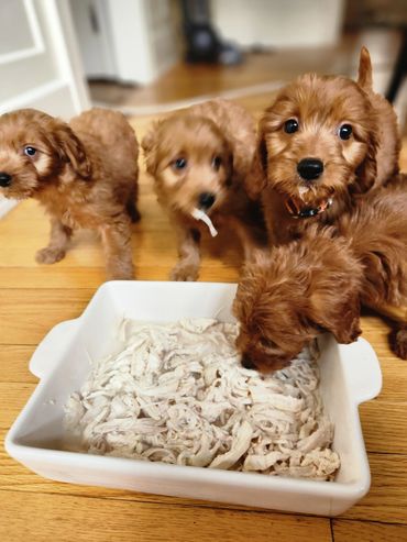 F1b Goldendoodle Puppies Eating