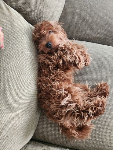 Teddy mini micro Goldendoodle puppies for sale. Red coloring with black nose.