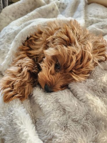 F1b micro mini Goldendoodle puppy for sale hypoallergenic non shedding puppies.